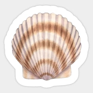 Bay Scallop Sticker